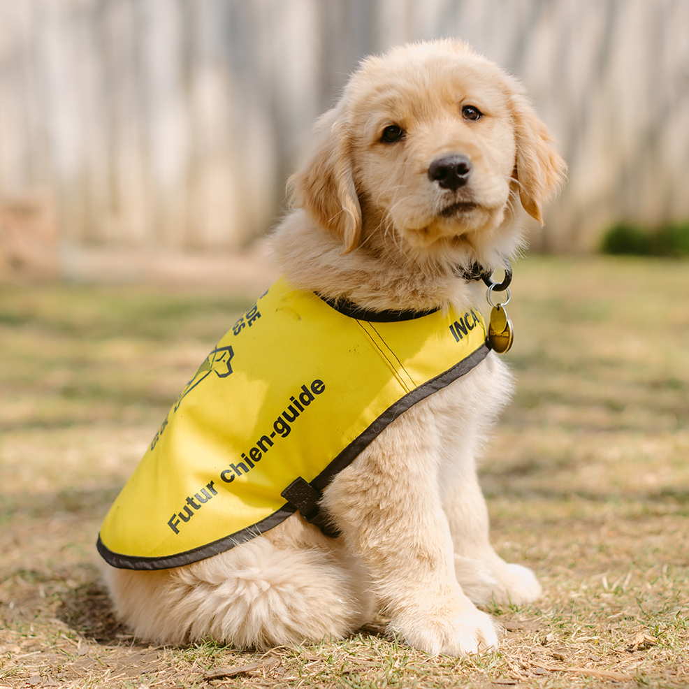 Dog with hot sale guide dog